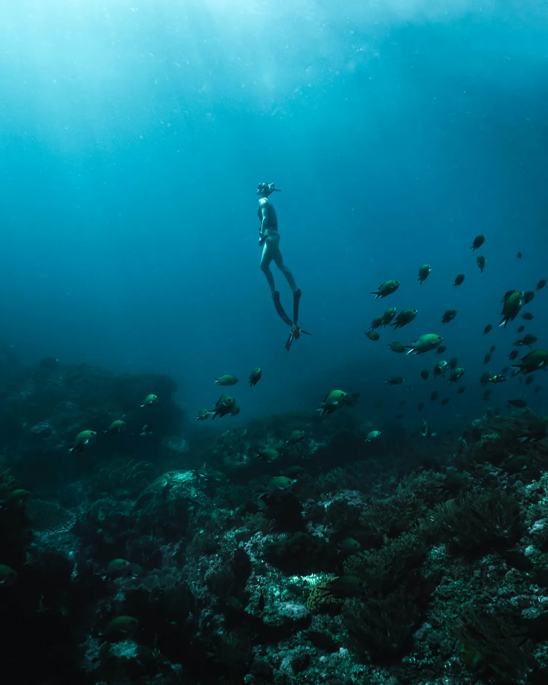A freediver descending over a reef with a school of fish